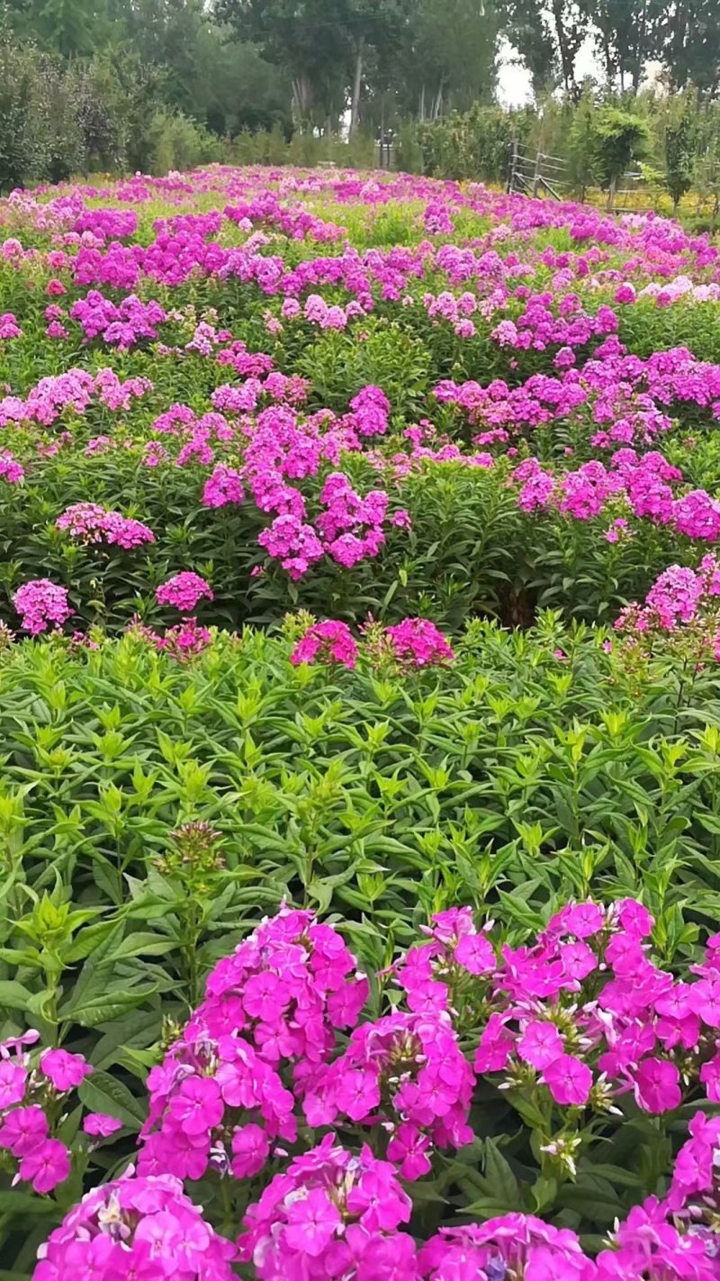 宿根福禄考供应商