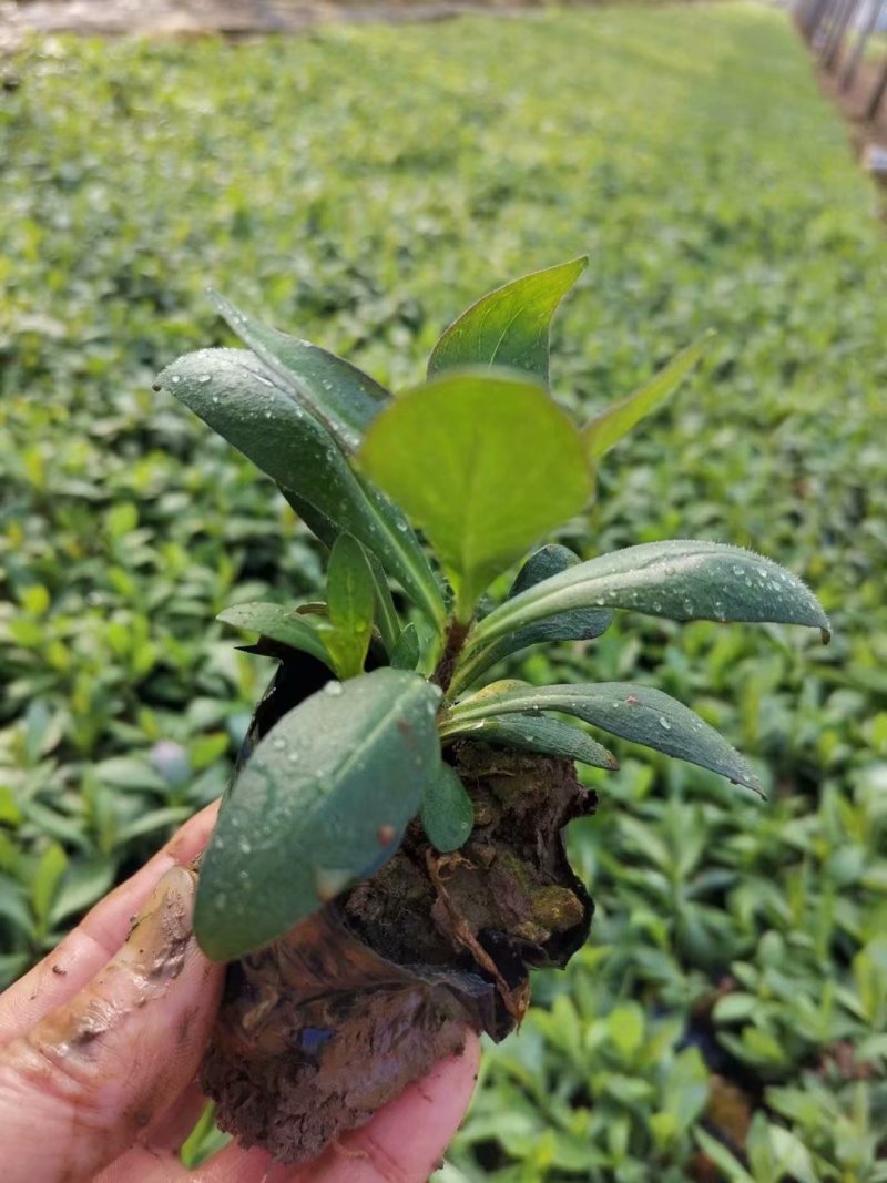 宿根福禄考批发基地