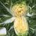 丰桥翡翠春季大白菜种子10g大型玲珑黄白菜种金翡翠黄心
