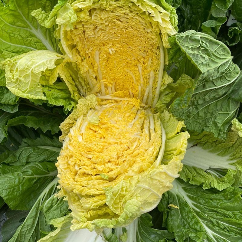 丰桥翡翠春季大白菜种子10g大型玲珑黄白菜种金翡翠黄心