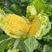 丰桥翡翠春季大白菜种子10g大型玲珑黄白菜种金翡翠黄心