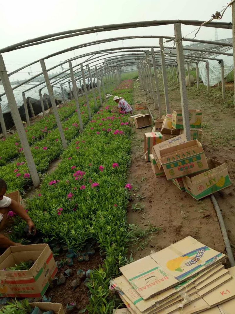 宿根福禄考种植基地