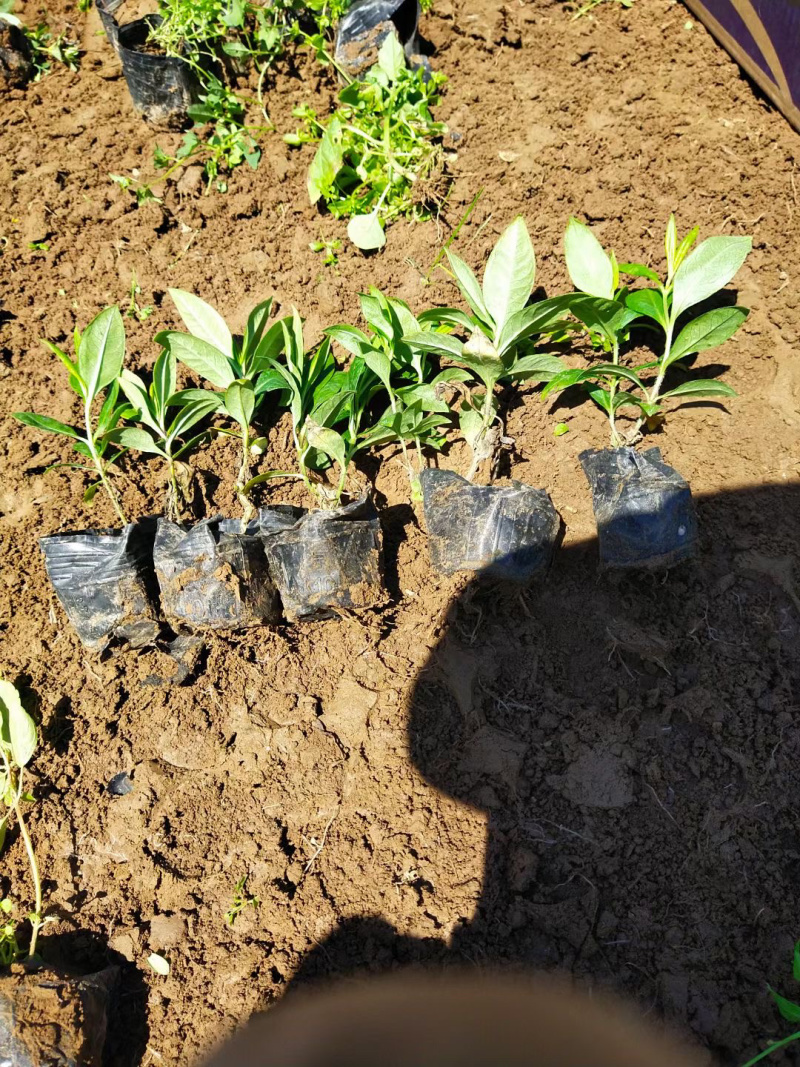 宿根福禄考种植基地