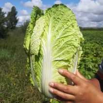 精品白菜黄心白菜河南精品白菜产地直发