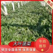 【精品】山东大叶菠菜20-30厘米，标准两排-三排菜规格齐全