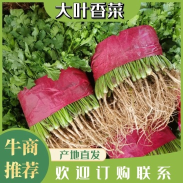 【现货】山东泰安大叶香菜20-30厘米，当天现挖现发质量保证
