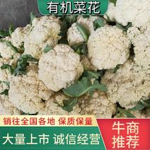 【保证质量】山东菜花，有机菜花白面青梗2-3斤，对接全国市场