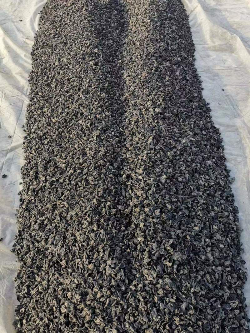 东北黑木耳小碗耳无根肉厚对接市场商超欢迎电联订购