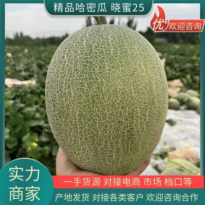 标价为实价海南小蜜25号哈密瓜产地直发大量有货价格优惠