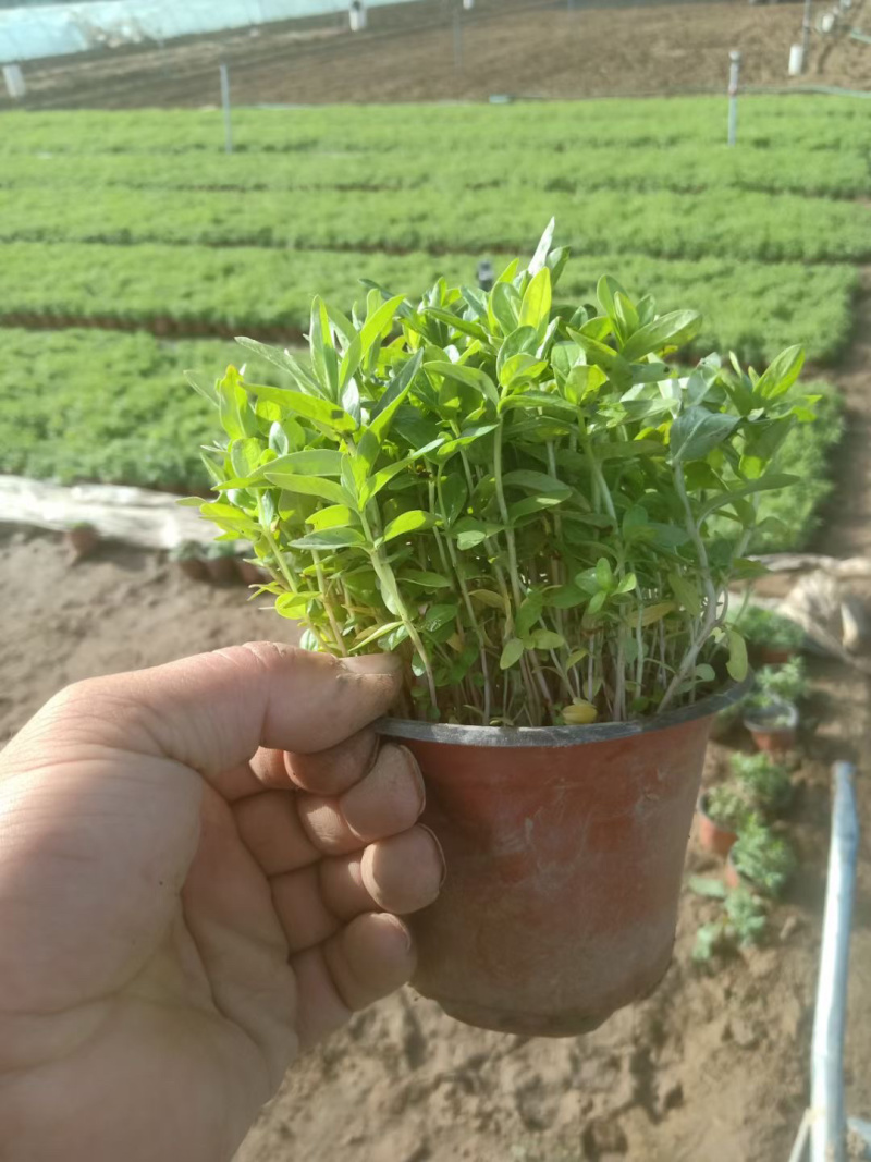 千屈菜培育基地