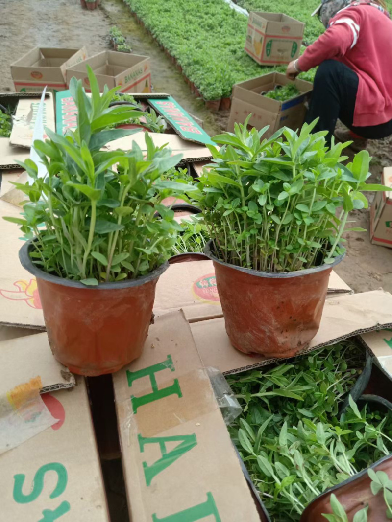 千屈菜培育基地