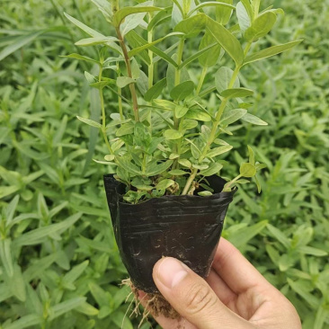 千屈菜批发