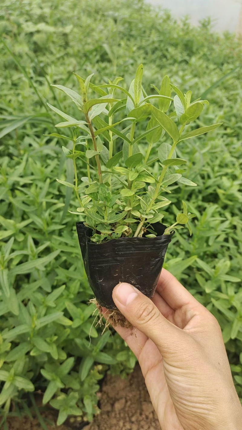 千屈菜批发