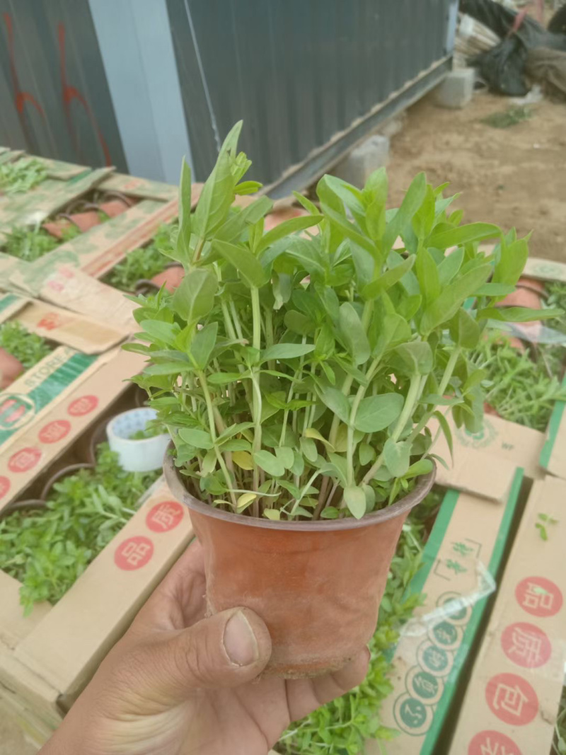 千屈菜批发