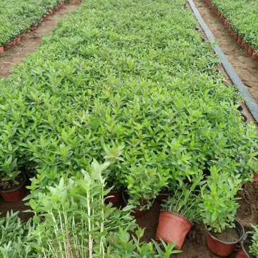 千屈菜批发基地