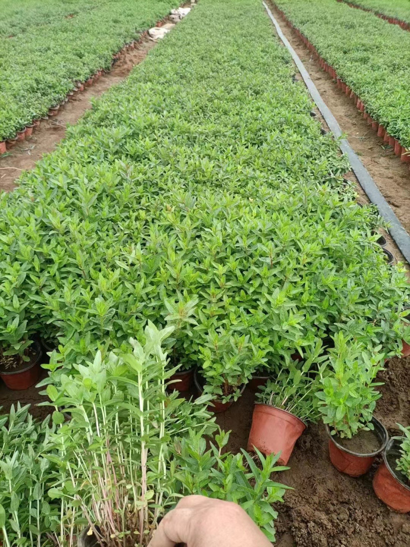千屈菜批发基地