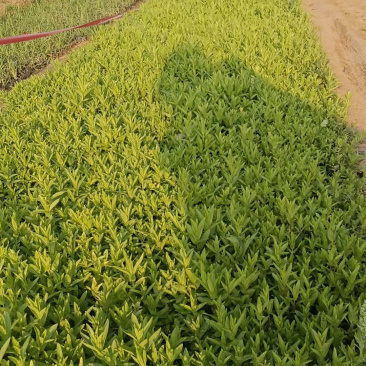 千屈菜种植基地
