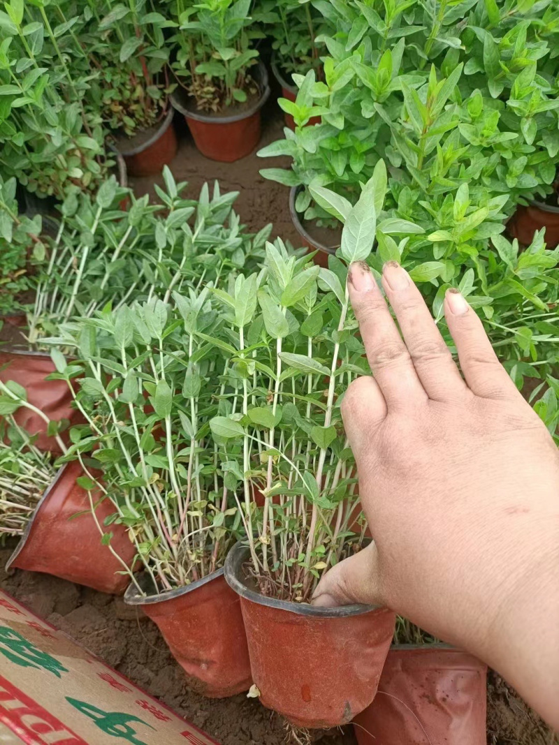 千屈菜种植基地