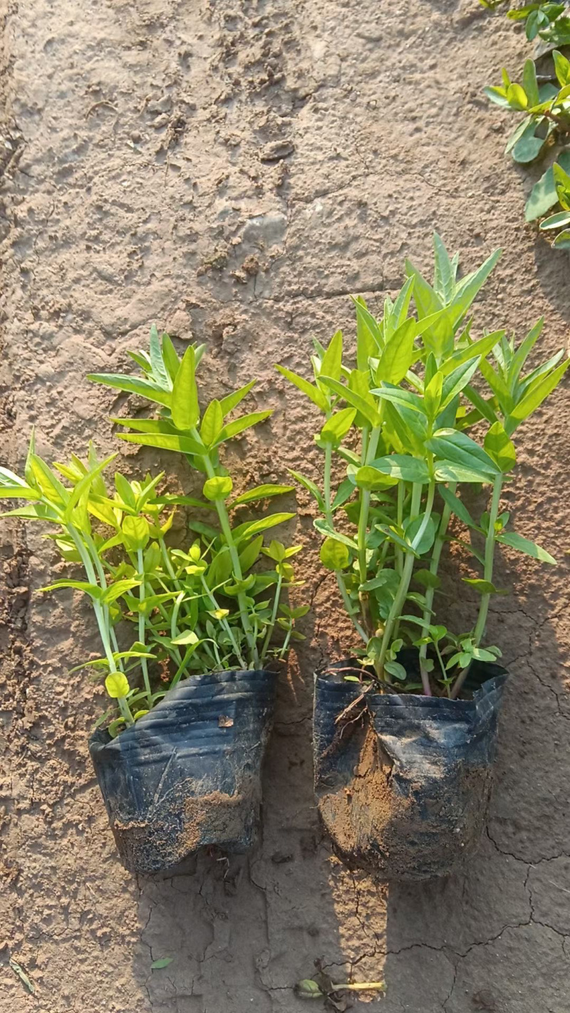千屈菜种植基地