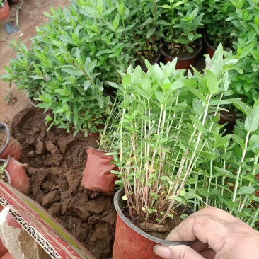 千屈菜供应基地