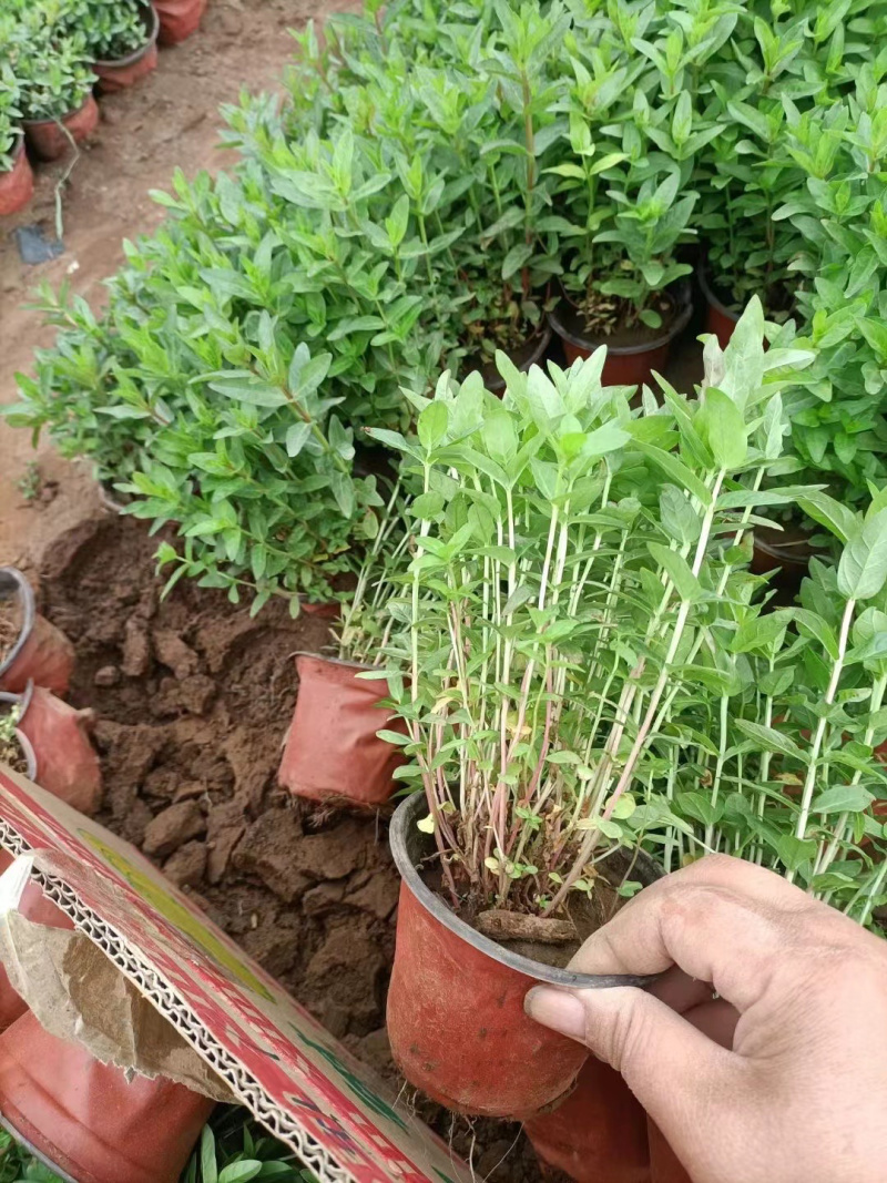千屈菜供应基地