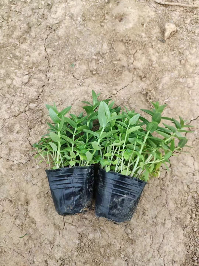 千屈菜供应基地