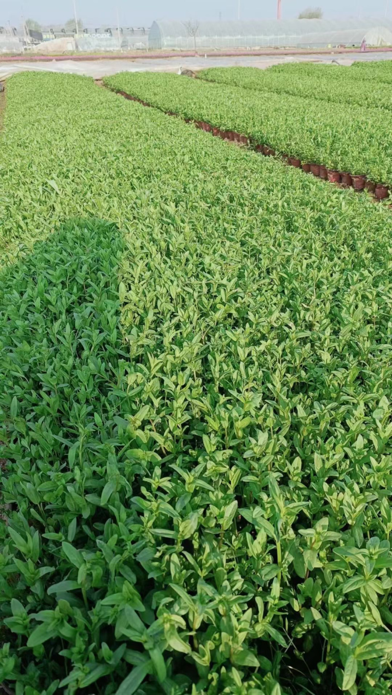 千屈菜供应基地