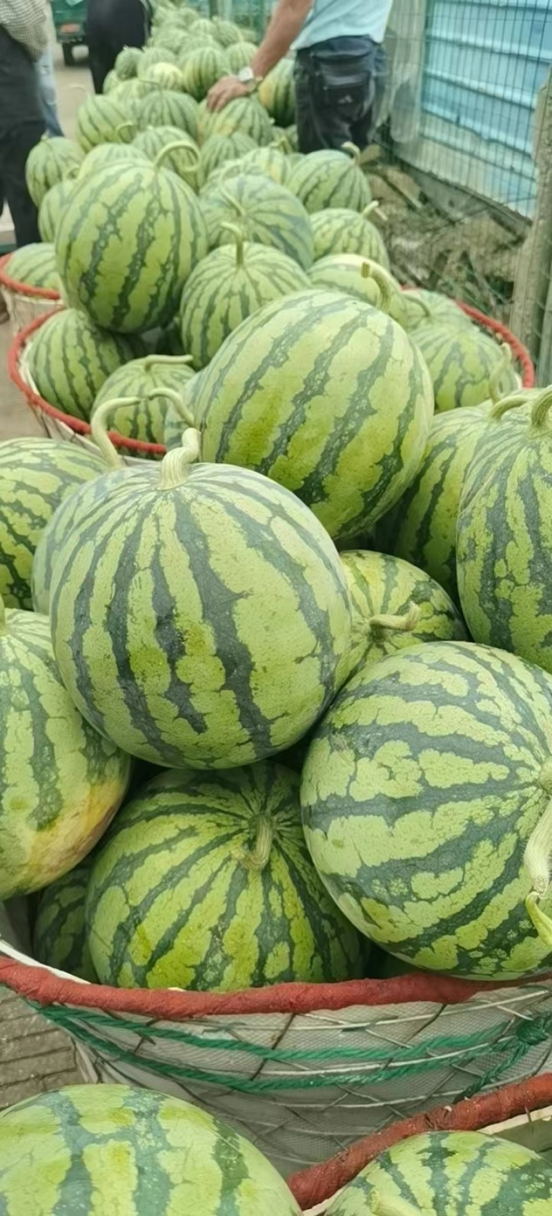 江苏美都西瓜特小凤西瓜农友小兰西瓜品类多