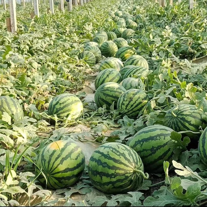 江苏美都西瓜特小凤西瓜农友小兰西瓜品类多