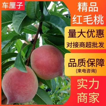 特早红,美佳、红不软毛桃大量上市,口感甜。产地直发。
