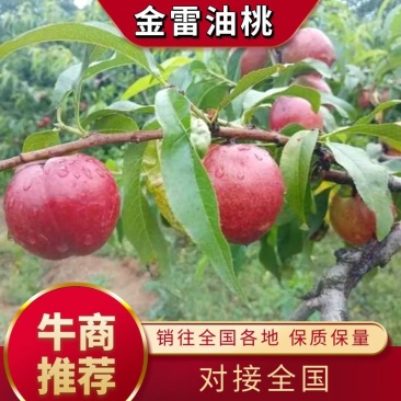 湖北中油系列,口感脆甜,产地现采现发,诚信经营,量大优惠