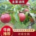 湖北中油系列,口感脆甜,产地现采现发,诚信经营,量大优惠