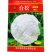 青梗松花菜种子花菜台松505560656880