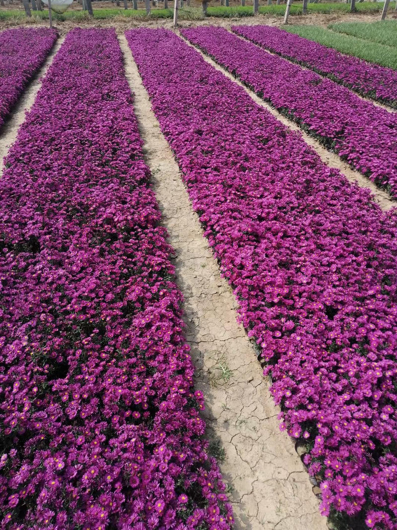 荷兰菊培育基地