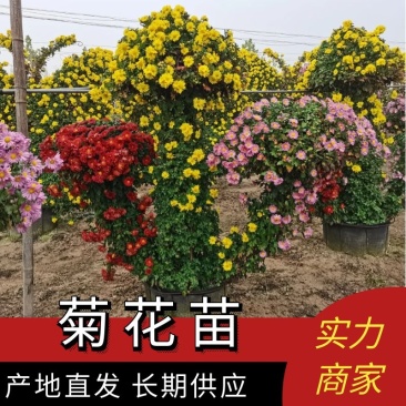 实菊花苗爬藤菊花苗，做艺菊造型用大悬崖菊花苗货源充足