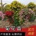 实菊花苗爬藤菊花苗，做艺菊造型用大悬崖菊花苗货源充足