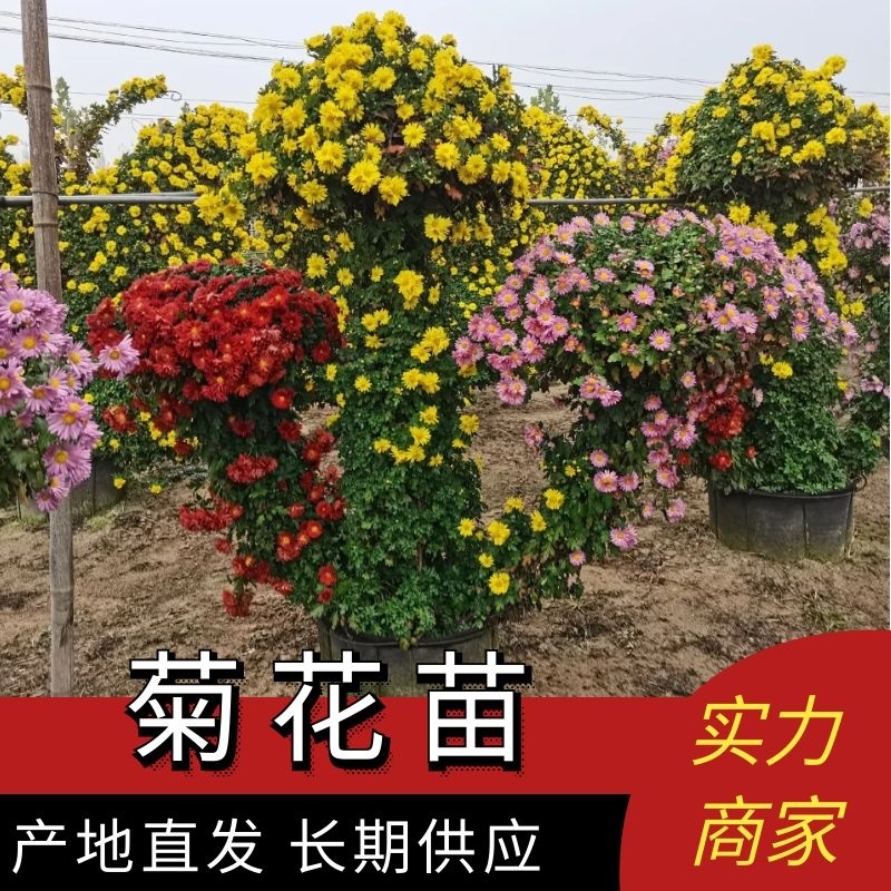 实菊花苗爬藤菊花苗，做艺菊造型用大悬崖菊花苗货源充足