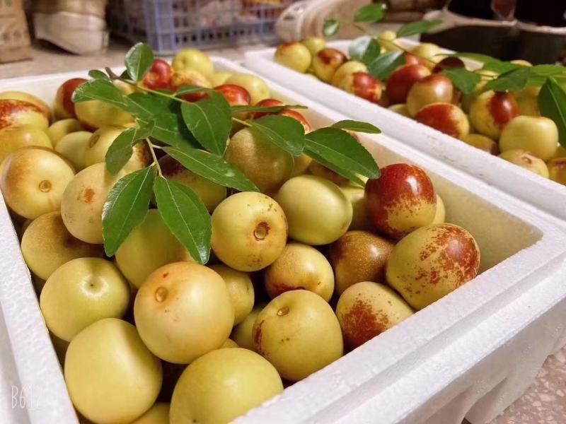 陕西冬枣大荔冬枣品质一件代发对接社区美团现货供应