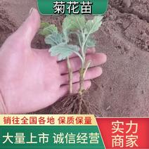 品种齐全，回购率高观赏菊花苗百菊品种苗，九月菊苗全国发货