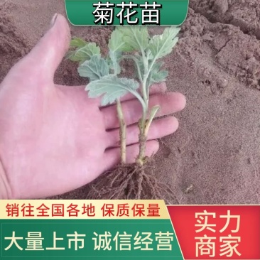 【品种齐全】回购率高观赏菊花苗百菊品种苗，九月菊苗全国发货