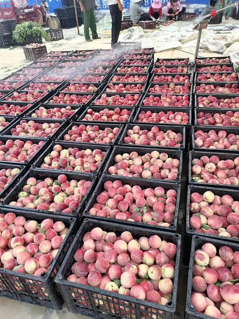 桃子精品红不软毛桃大量供货质量保证欢迎来电咨询