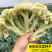 庆松65天松花菜种子早中熟耐热青梗花椰菜种子有机花菜种子
