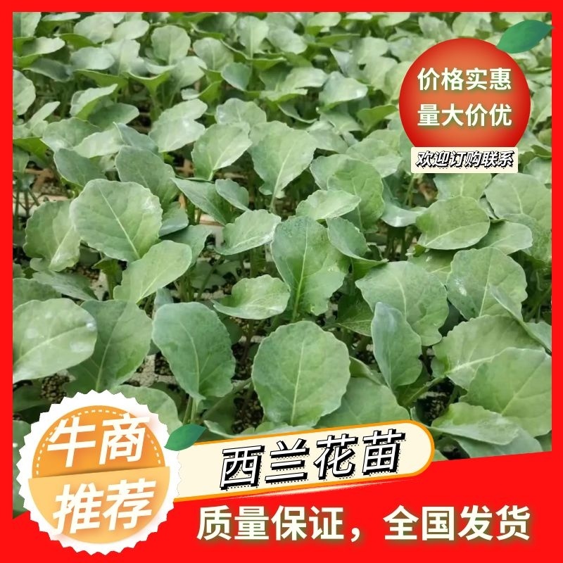 晋宁西兰花菜苗货源稳定诚信经营欢迎致电洽谈