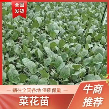 晋宁菜花苗大量有货产地直发成活率高