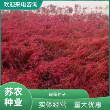 碱蓬草种子盐荒菜荒碱菜盐地碱蓬种子沙地荒地耐盐碱治理土壤