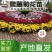 实批发【菊花盆景】展会菊花造型，对接单位活动政府采购招标