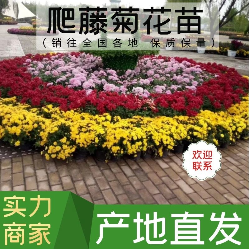 实批发【菊花盆景】展会菊花造型，对接单位活动政府采购招标