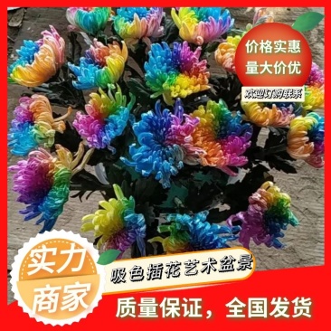 实七彩菊盆景吸色艺术盆景，提供插花设计放心采购全国发货