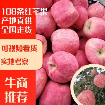 昭通108条红色泽鲜艳肉质细脆全国发货量大从优