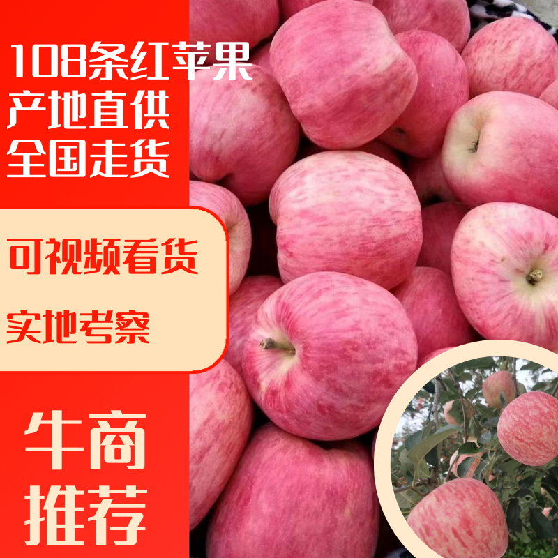 昭通108条红色泽鲜艳肉质细脆全国发货量大从优